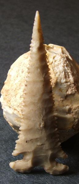 ACOTW - Arrowhead Collecting On The Web -- magnificently serrated Frio Split Based dart point from central Texas, ex L M Abbott collection